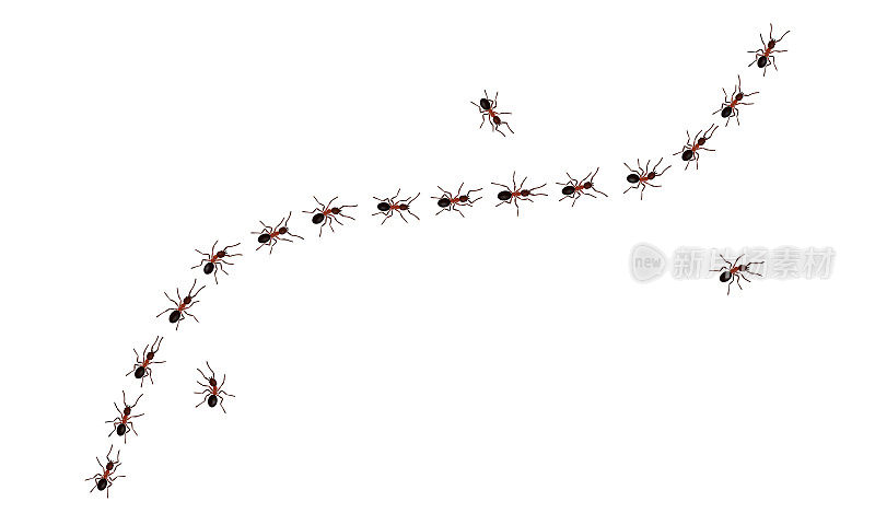 棕色工蚁trail line flat style设计矢量插图孤立在白色背景上。